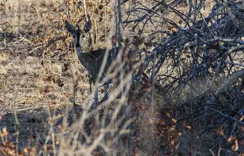 Antílope Steenbok - reserva Sabi Sands - Sudáfrica.jpg